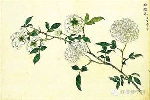 荼靡是什么意思『荼靡是什么花，有什么寓意』